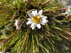 Leucogenes leontopodium