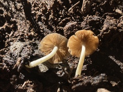 Bolbitius aleuriatus