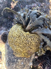 Egregia