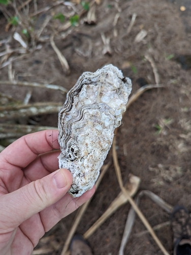 Crassostrea gigas, 2023-01-25