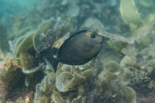 Photo of Orangespine unicornfish (Naso lituratus)