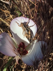 Calochortus catalinae