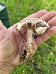 Lepiota decorata