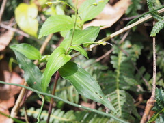 Aneilema acuminatum