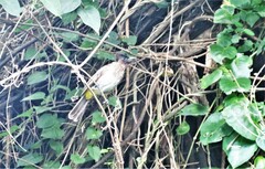 Pycnonotus barbatus layardi