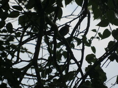 Pycnonotus barbatus layardi