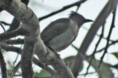 Pycnonotus barbatus layardi