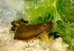 Dendrodoris arborescens