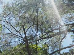 Allocasuarina torulosa