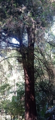 Taxodium mucronatum