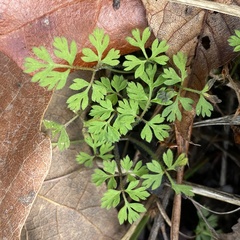 Chaerophyllum tainturieri