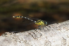 Hemigomphus heteroclytus