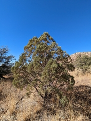 Juniperus deppeana