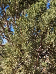 Juniperus deppeana