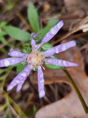Eurybia spectabilis