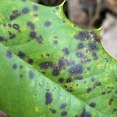 Phytophthora ilicis