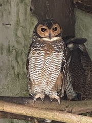Strix