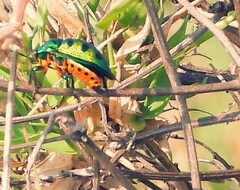 Chrysocoris