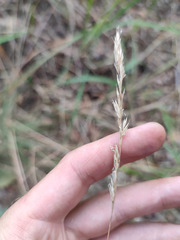 Festuca trachyphylla