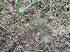 Festuca trachyphylla