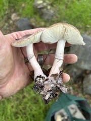 Lepiota decorata