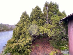 Athrotaxis cupressoides