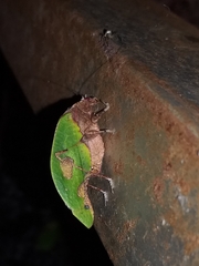 Pycnopalpa bicordata