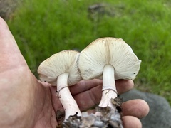 Lepiota decorata