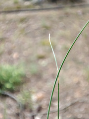 Festuca trachyphylla
