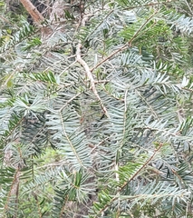 Taxaceae