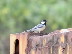 Parus minor commixtus