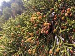 Athrotaxis cupressoides