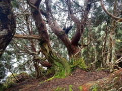 Athrotaxis cupressoides