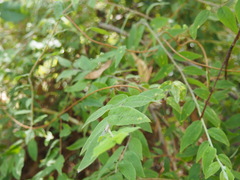Billardiera scandens