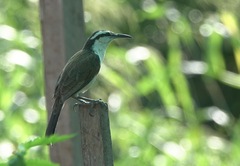 Campylorhynchus griseus