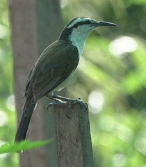 Campylorhynchus griseus