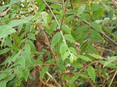 Billardiera scandens