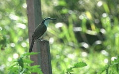 Campylorhynchus griseus