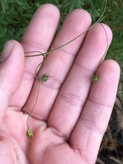 Neogaerrhinum strictum