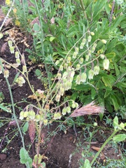 Emmenanthe penduliflora