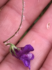Neogaerrhinum strictum