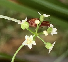 Platysace heterophylla heterophylla