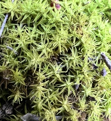 Tortella