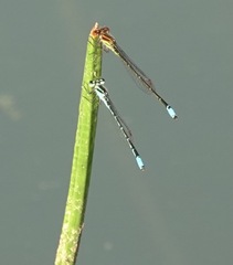 Acanthagrion adustum