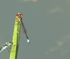 Acanthagrion adustum