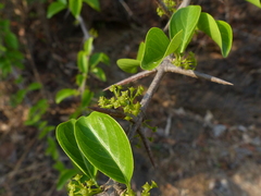 Canthium coromandelicum
