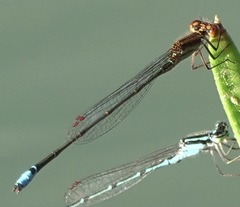 Acanthagrion adustum