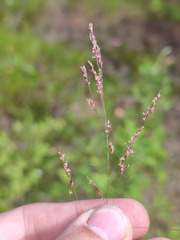 Agrostis canina