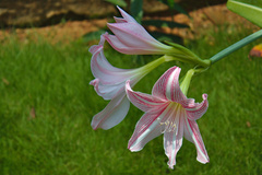 Hippeastrum reticulatum