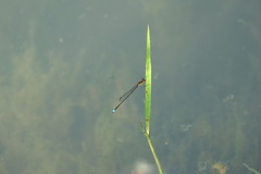 Acanthagrion adustum